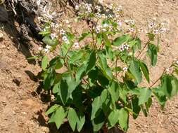 Image of flytrap dogbane