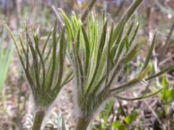 Image of Eastern Pasque Flower