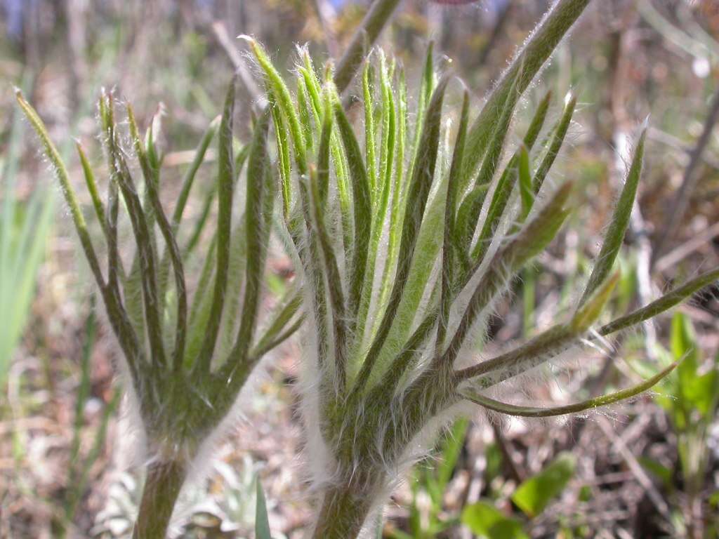 Image of Eastern Pasque Flower