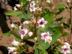 Image of flytrap dogbane