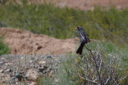 صورة Rhopospina carbonaria