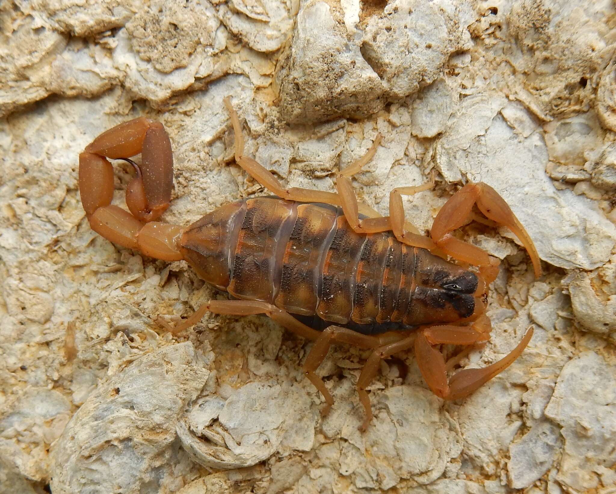 Image of Striped Bark Scorpion