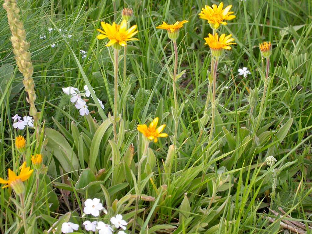 Image of twin arnica