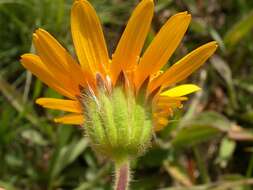 Image of twin arnica