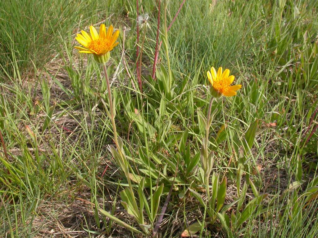 Image of twin arnica