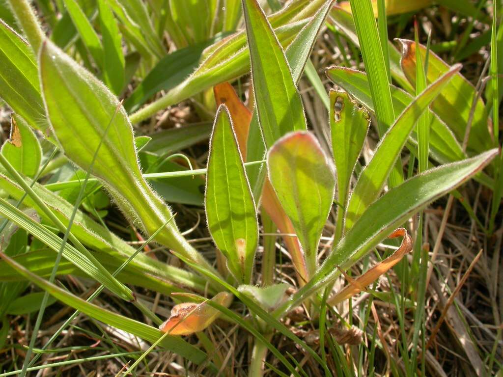 Image of twin arnica