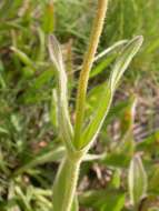 Image of twin arnica