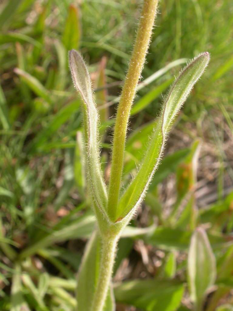 Image of twin arnica