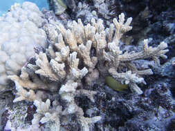 Image of spine coral