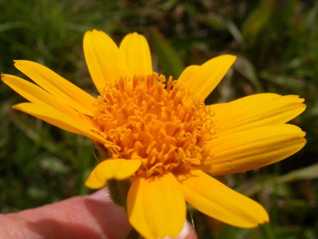 Image of twin arnica