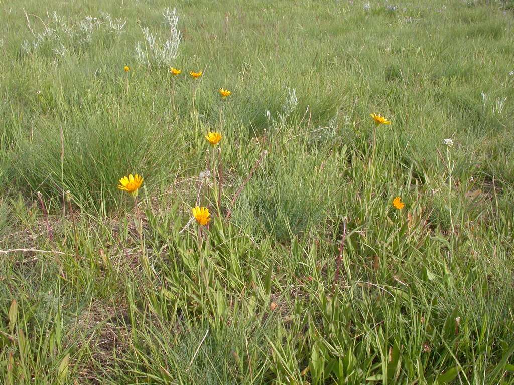 Image of twin arnica