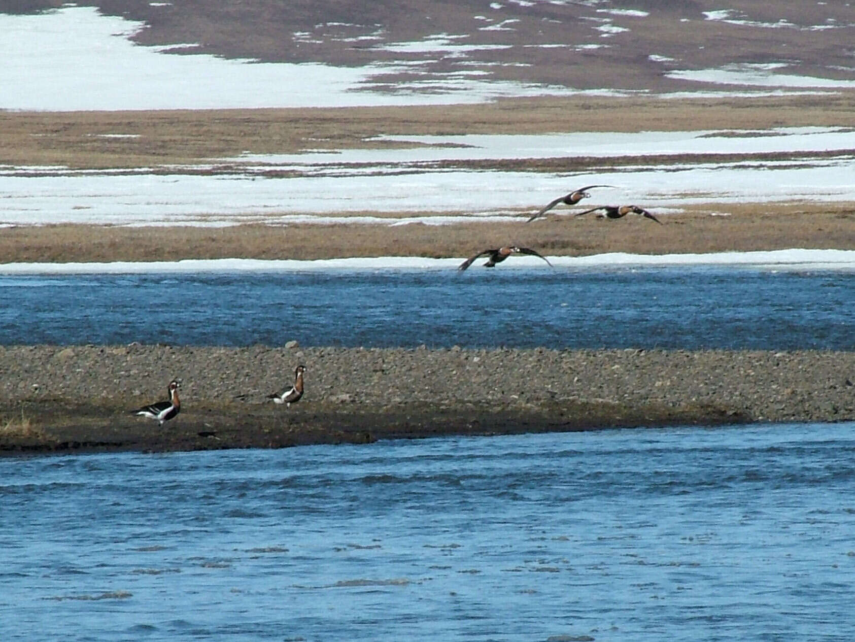 Image of Red-breasted Goose