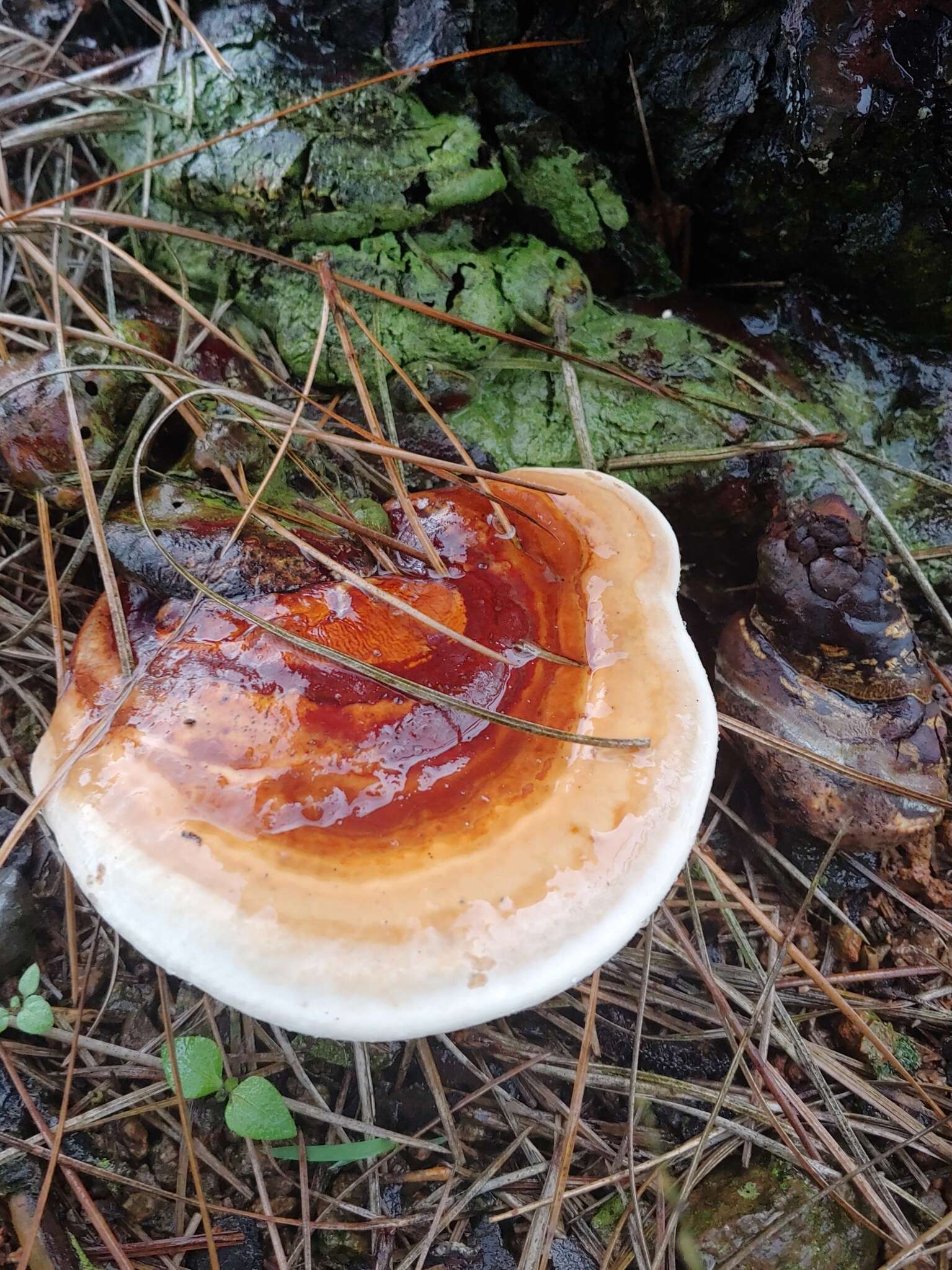 Imagem de Ganoderma multiplicatum (Mont.) Pat. 1889