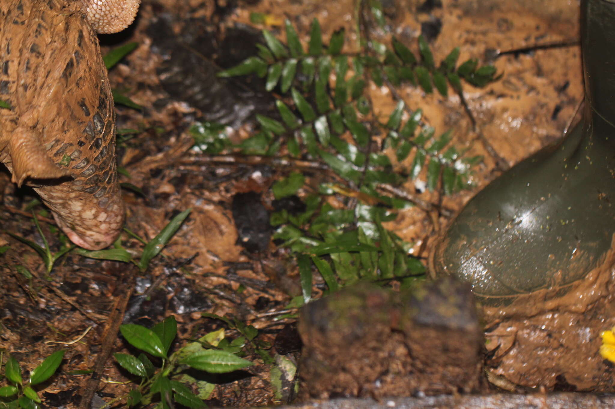 Image of giant armadillo