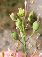 Image of littlepod false flax