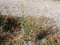 Image of littlepod false flax