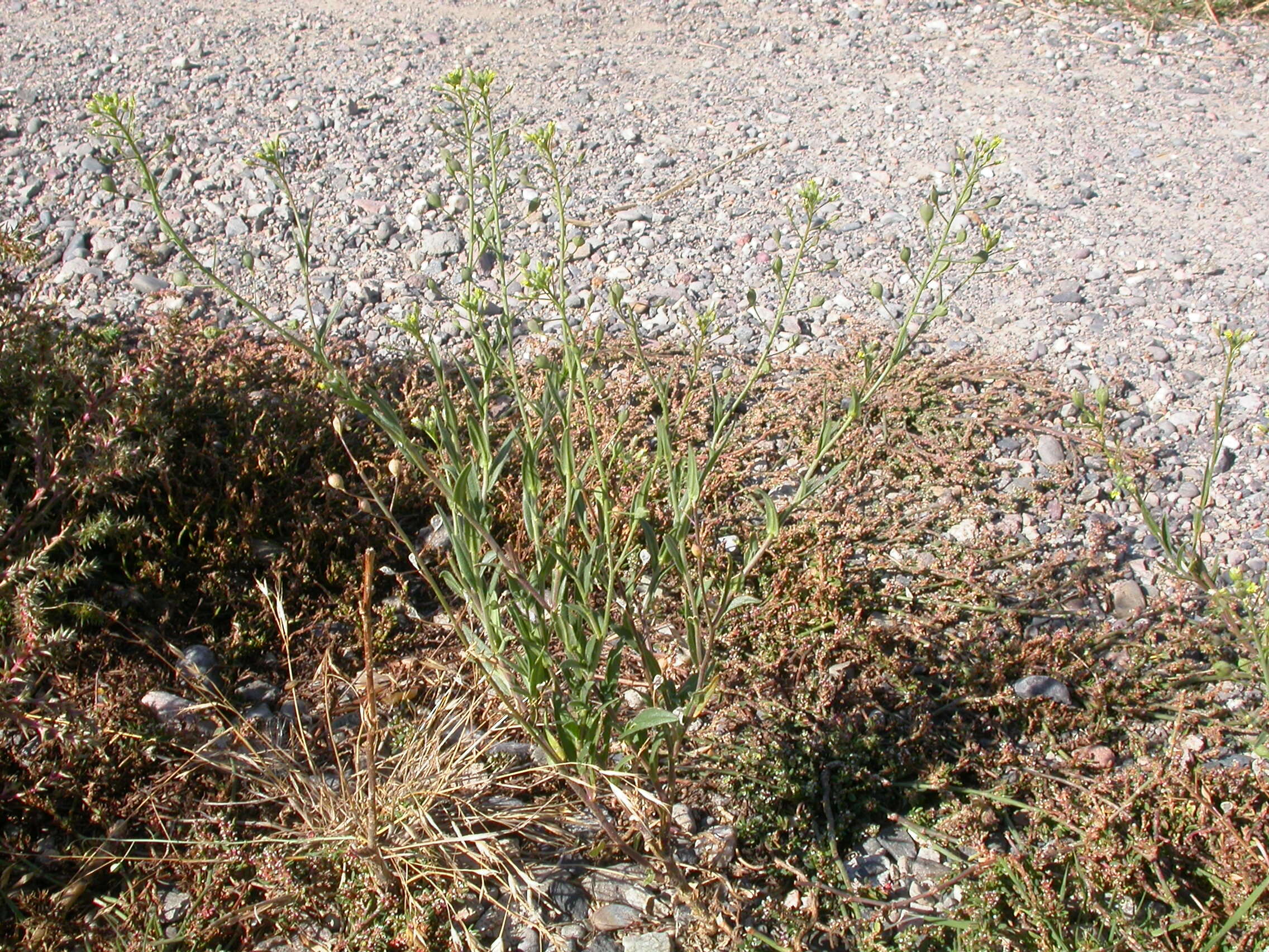 Imagem de Camelina microcarpa Andrz. ex DC.