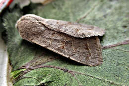 Orthosia populeti Fabricius 1781 resmi