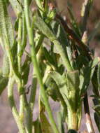 Image of littlepod false flax