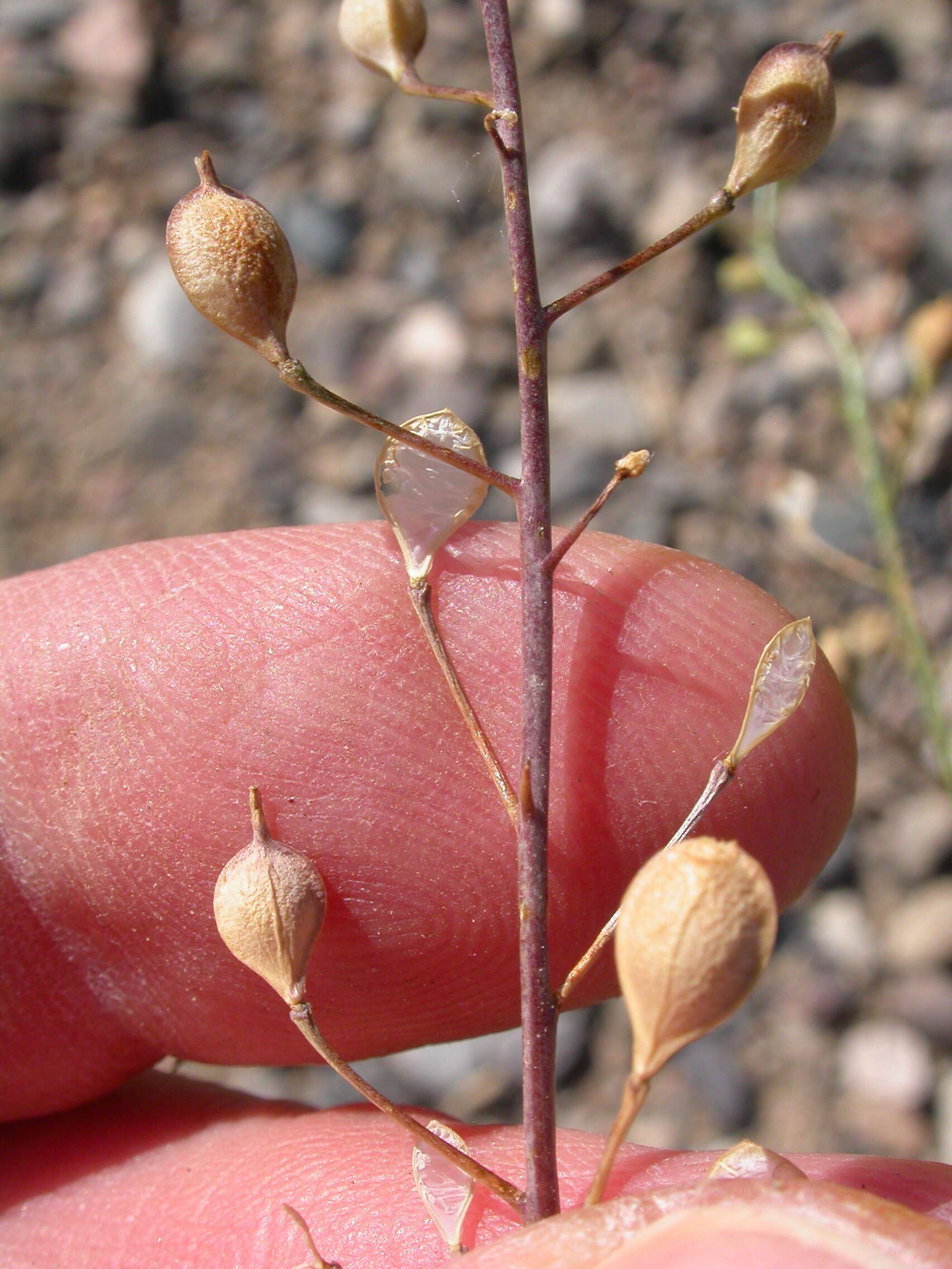 Image of littlepod false flax