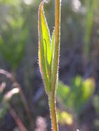 Imagem de Camelina microcarpa Andrz. ex DC.