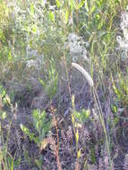 Image of littlepod false flax