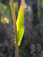 Imagem de Camelina microcarpa Andrz. ex DC.