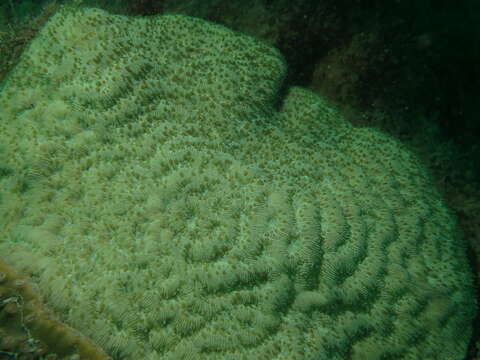 Image of wrinkle coral