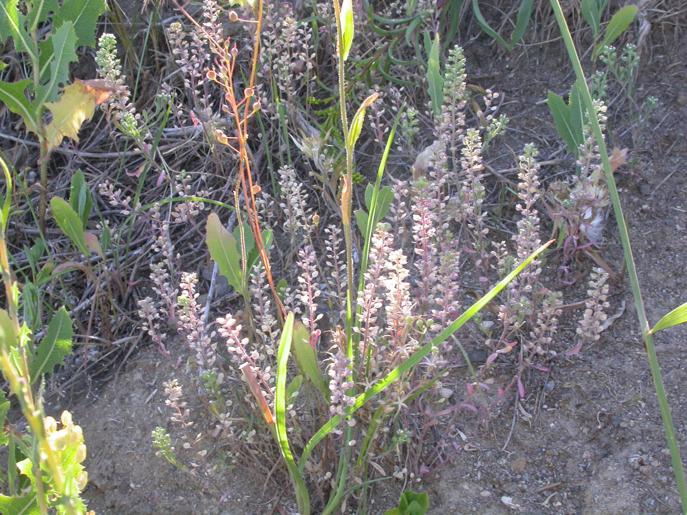 Image of littlepod false flax