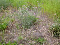 Image of spotted knapweed