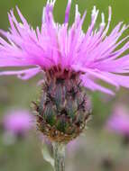 Image of spotted knapweed