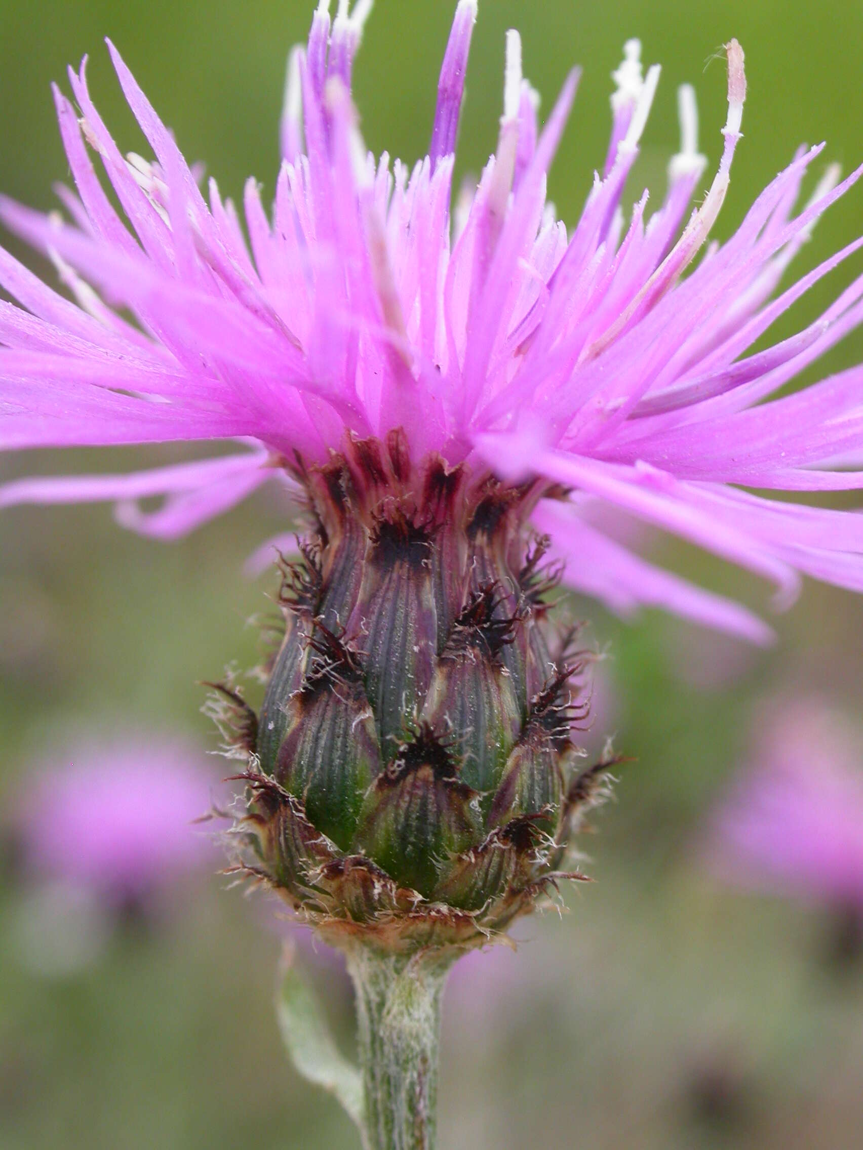 Image of spotted knapweed