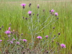 Image of spotted knapweed