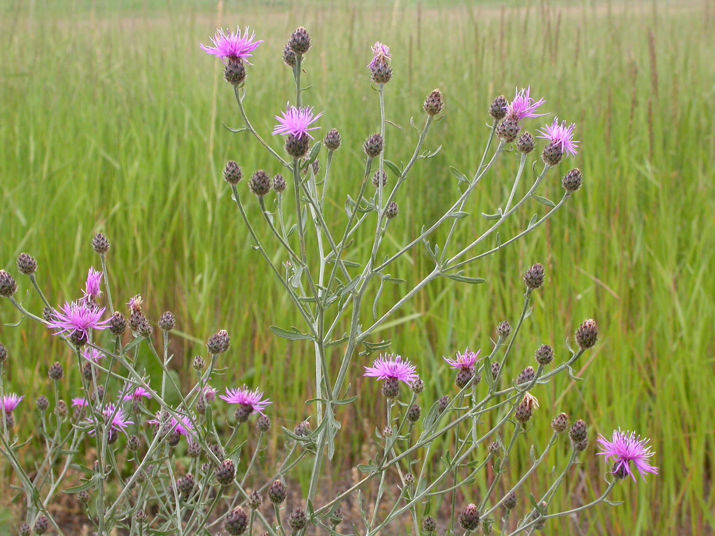 Image of spotted knapweed