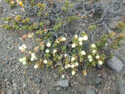 Image of Pimelea prostrata var. alpina Cheesem.