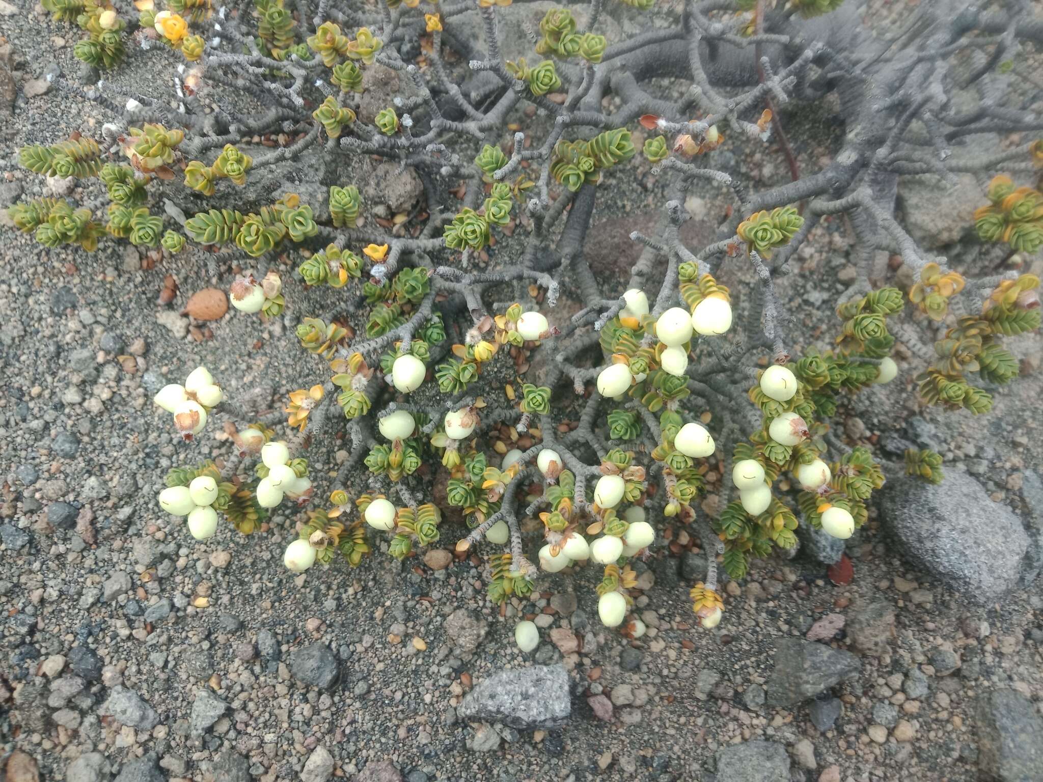 Image of Pimelea prostrata var. alpina Cheesem.