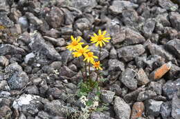 Image of Dwarf Arctic Groundsel