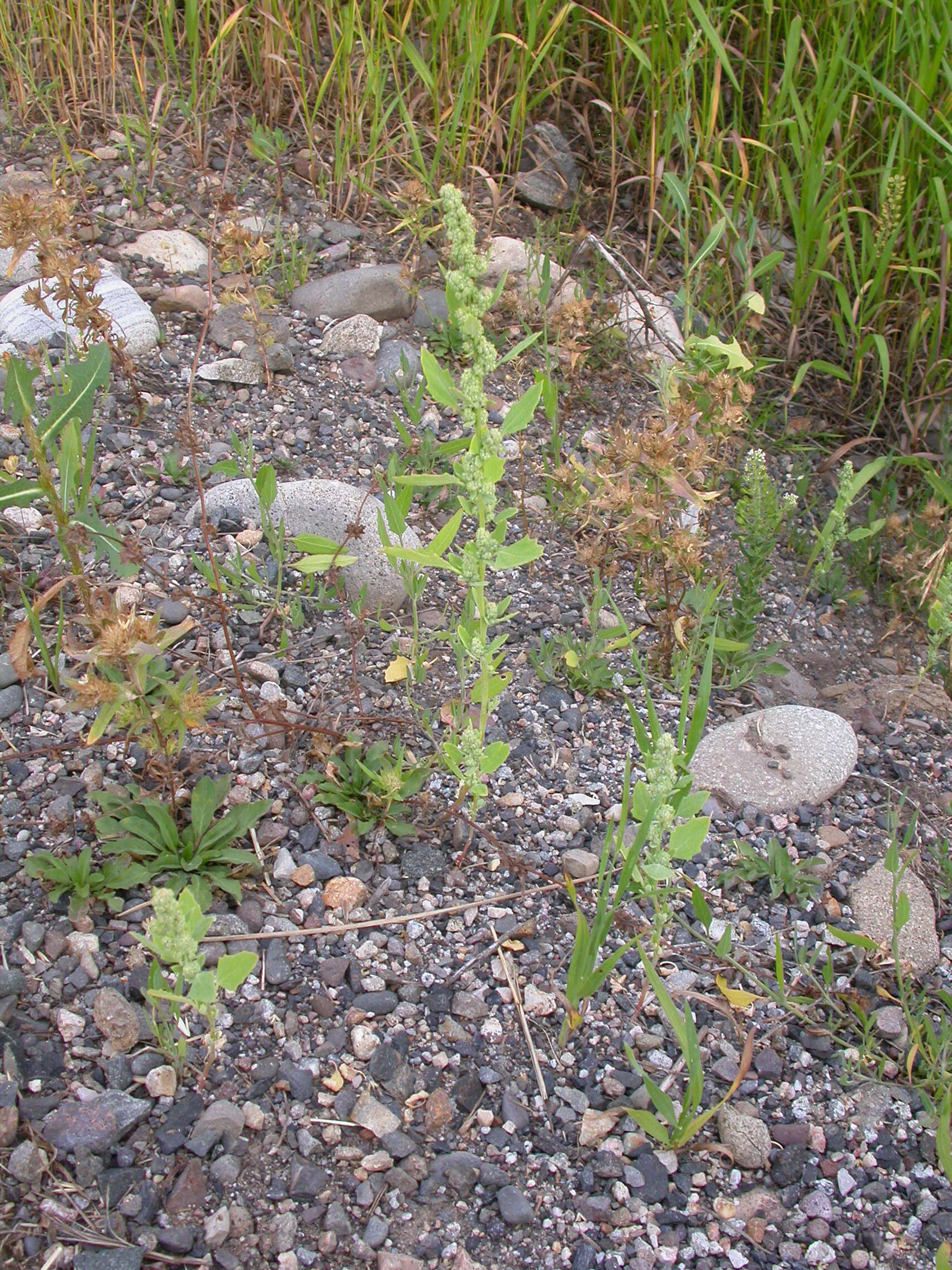 Image of pitseed goosefoot