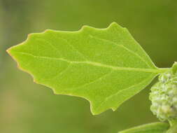 Image of pitseed goosefoot