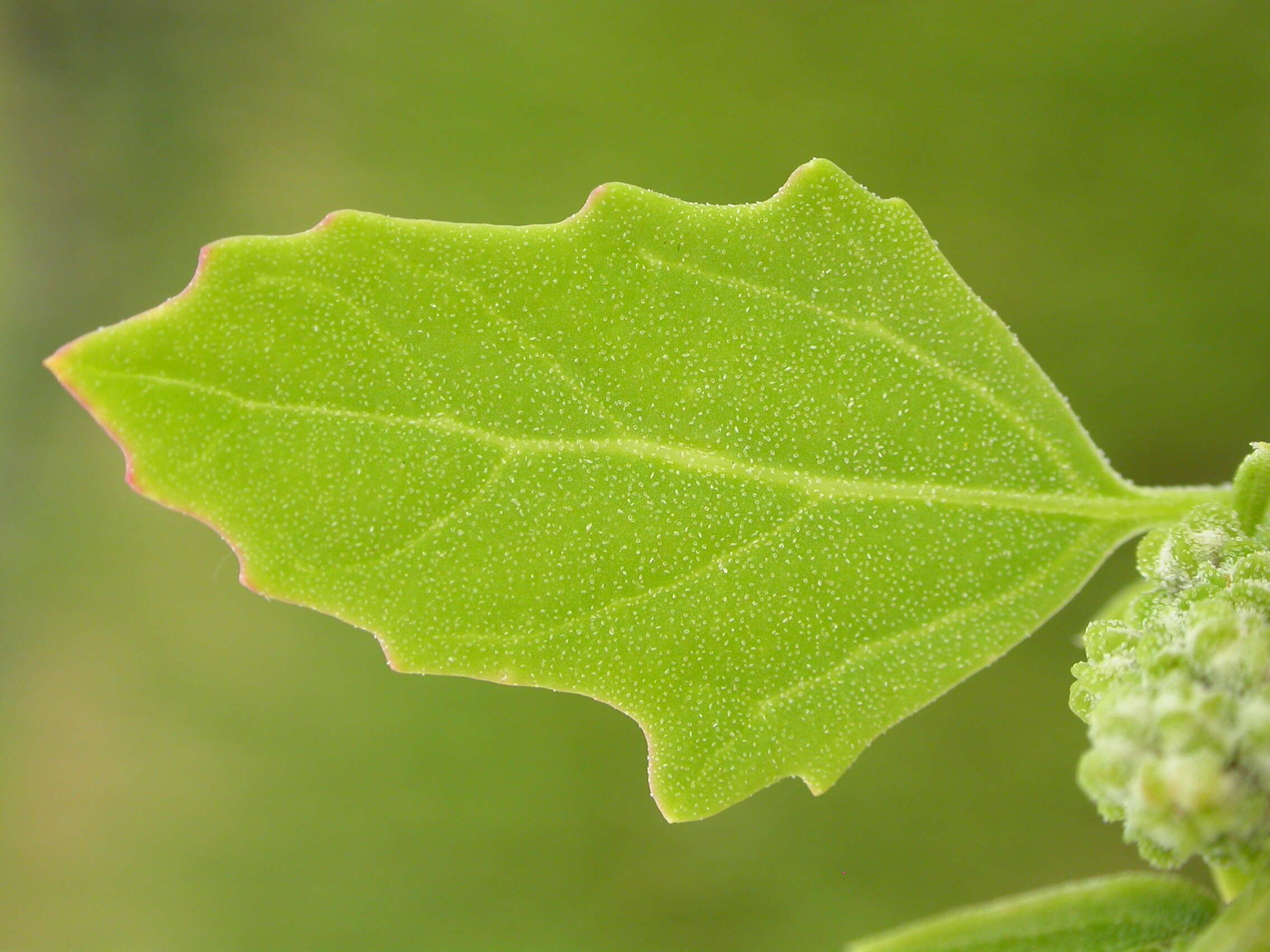 Image of pitseed goosefoot