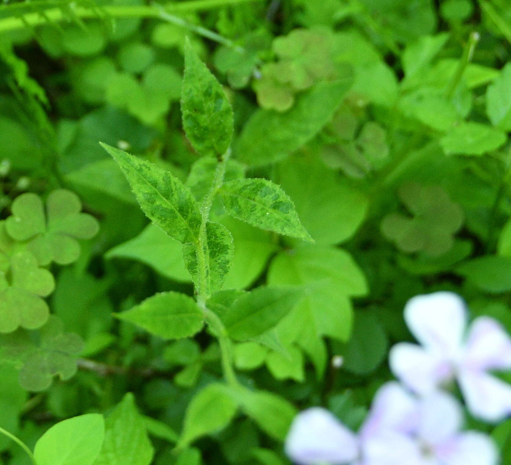 Sivun Turnip mosaic virus kuva