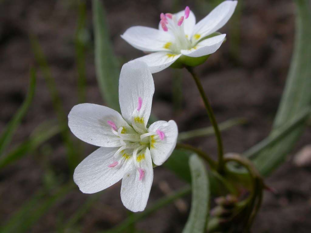 Image of lanceleaf springbeauty