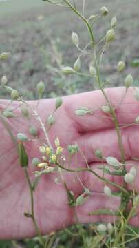 Imagem de Camelina sativa (L.) Crantz