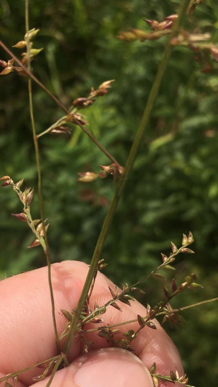 Слика од Coleataenia anceps (Michx.) Soreng