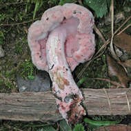 صورة Mycogone rosea Link 1809