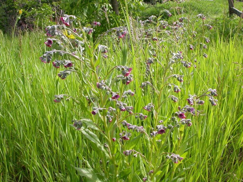 Plancia ëd Cynoglossum officinale L.