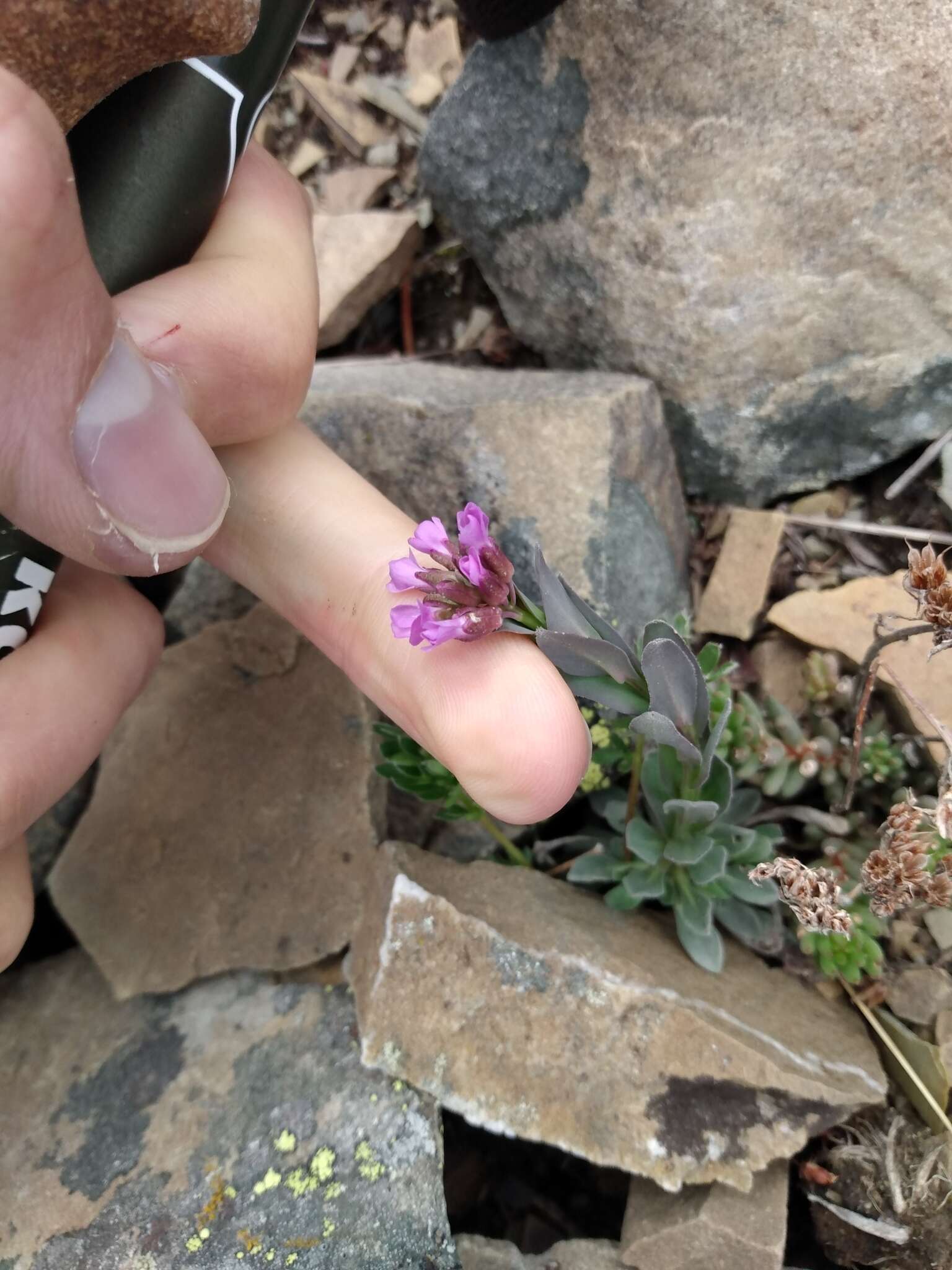 Image of Soldier Rockcress