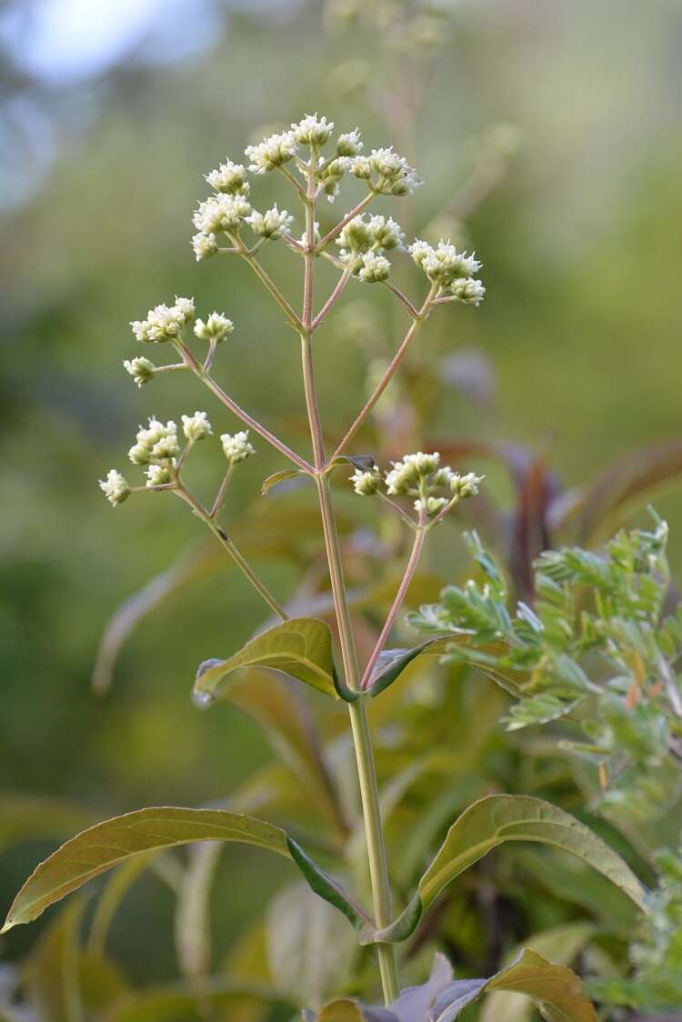 Image of Desmanthodium perfoliatum Benth.