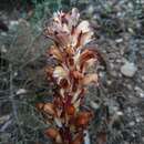 Imagem de Orobanche latisquama (F. W. Schultz) Batt.