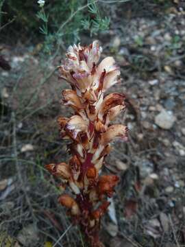 Imagem de Orobanche latisquama (F. W. Schultz) Batt.